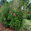 Proven Winners® Red Pillar® Rose of Sharon Althea