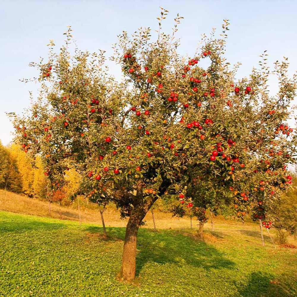 Red Delicious Apple Tree