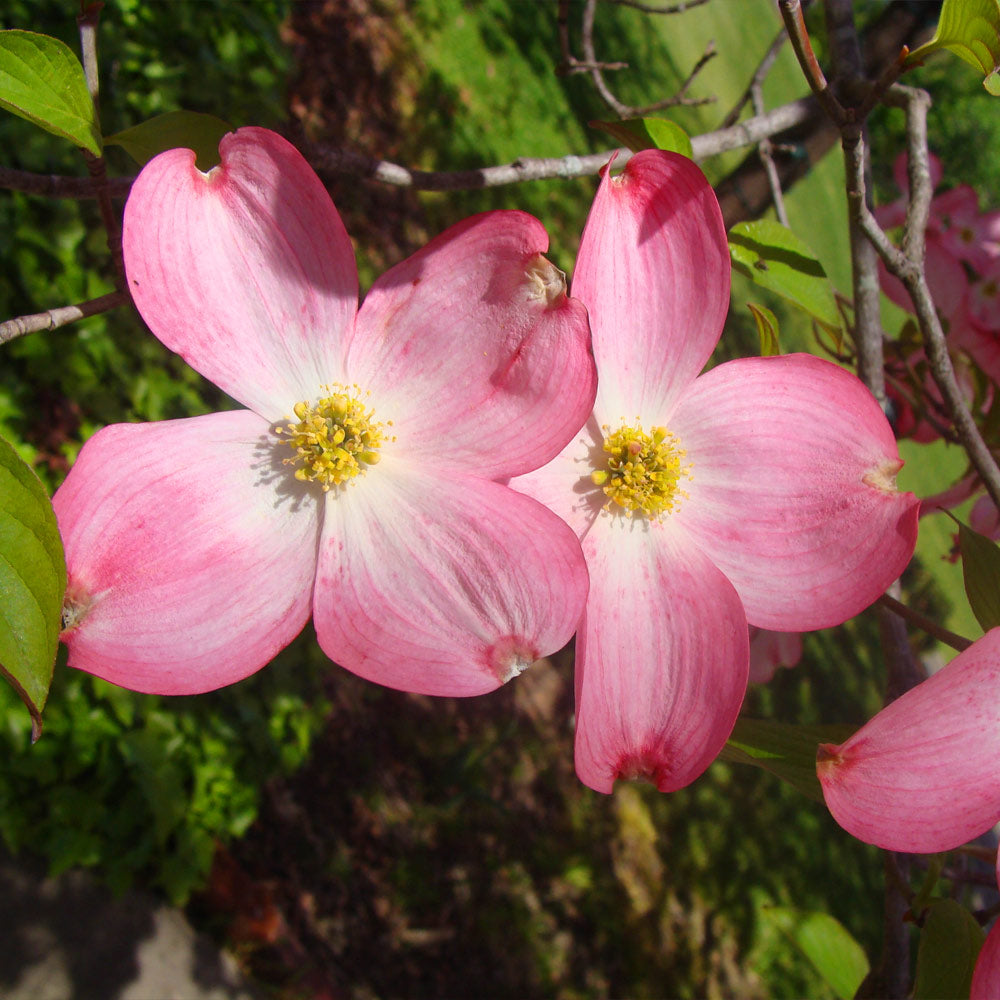 Red Dogwood Tree