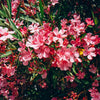 Red Oleander
