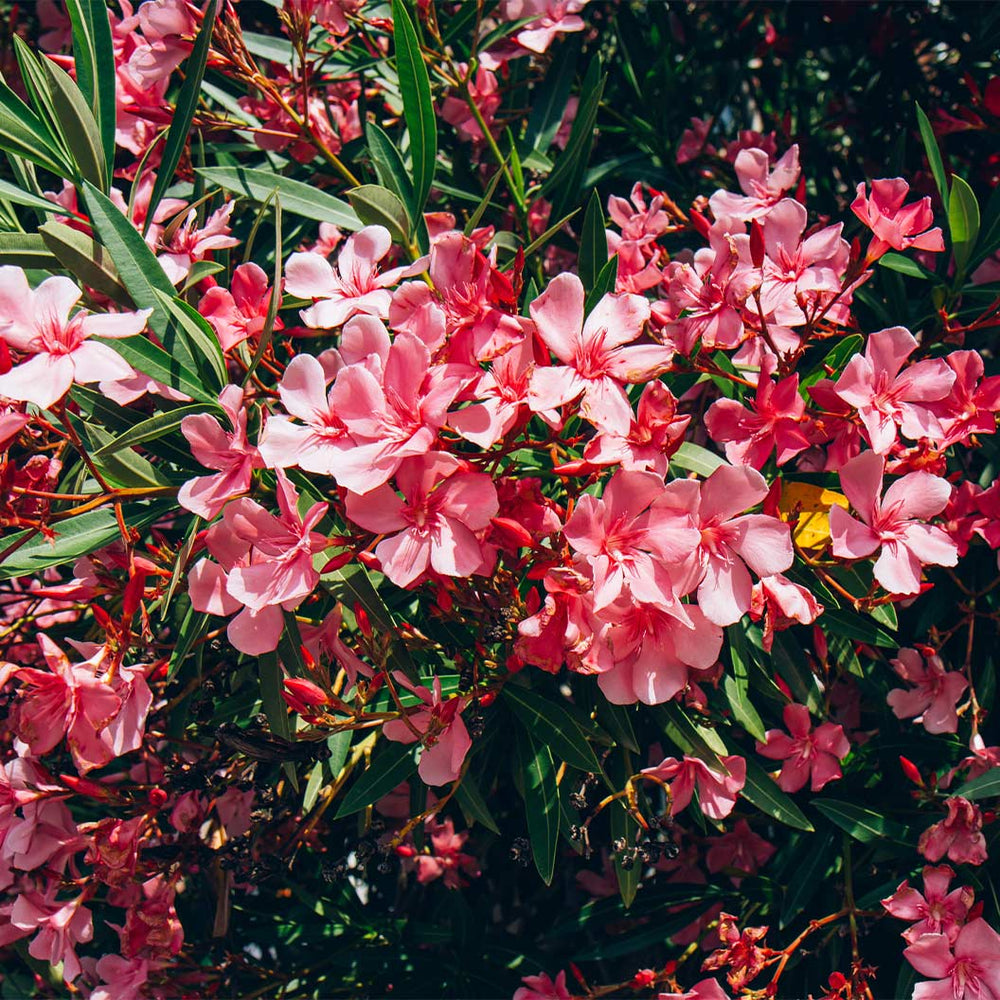 Red Oleander
