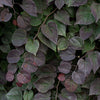 Garden Gems Amethyst Falls Redbud Tree