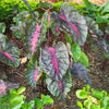 Redemption™ Colocasia Plant