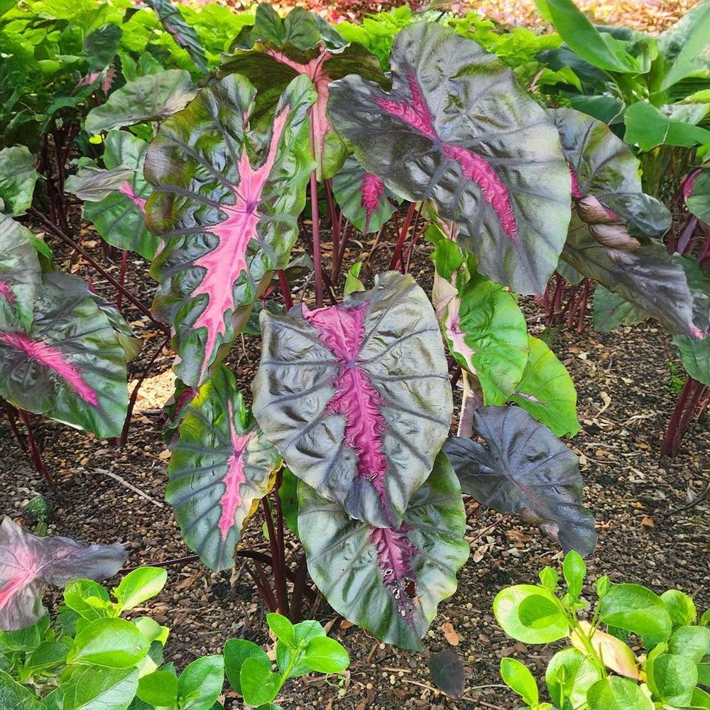 Redemption™ Colocasia Plant