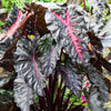Redemption™ Colocasia Plant
