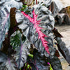Redemption™ Colocasia Plant
