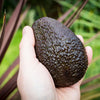 Reed Avocado