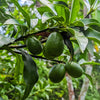 Reed Avocado