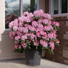 Proven Winners® Dandy Man Color Wheel Rhododendron Shrub