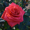 Ring of Fire™ Rose Bush