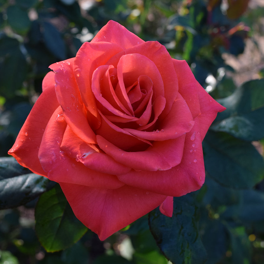 Ring of Fire™ Rose Bush