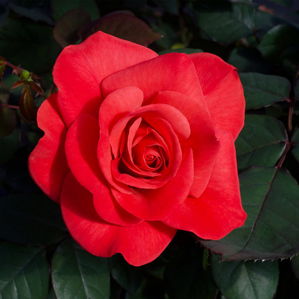 Ring of Fire™ Rose Bush