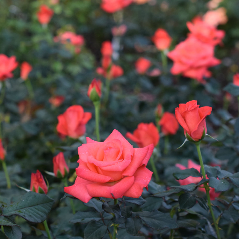 Ring of Fire™ Rose Bush