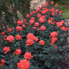 Ring of Fire™ Rose Bush