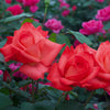 Ring of Fire™ Rose Bush