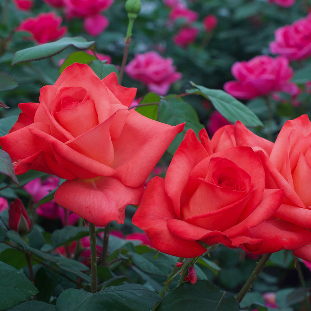 Ring of Fire™ Rose Bush