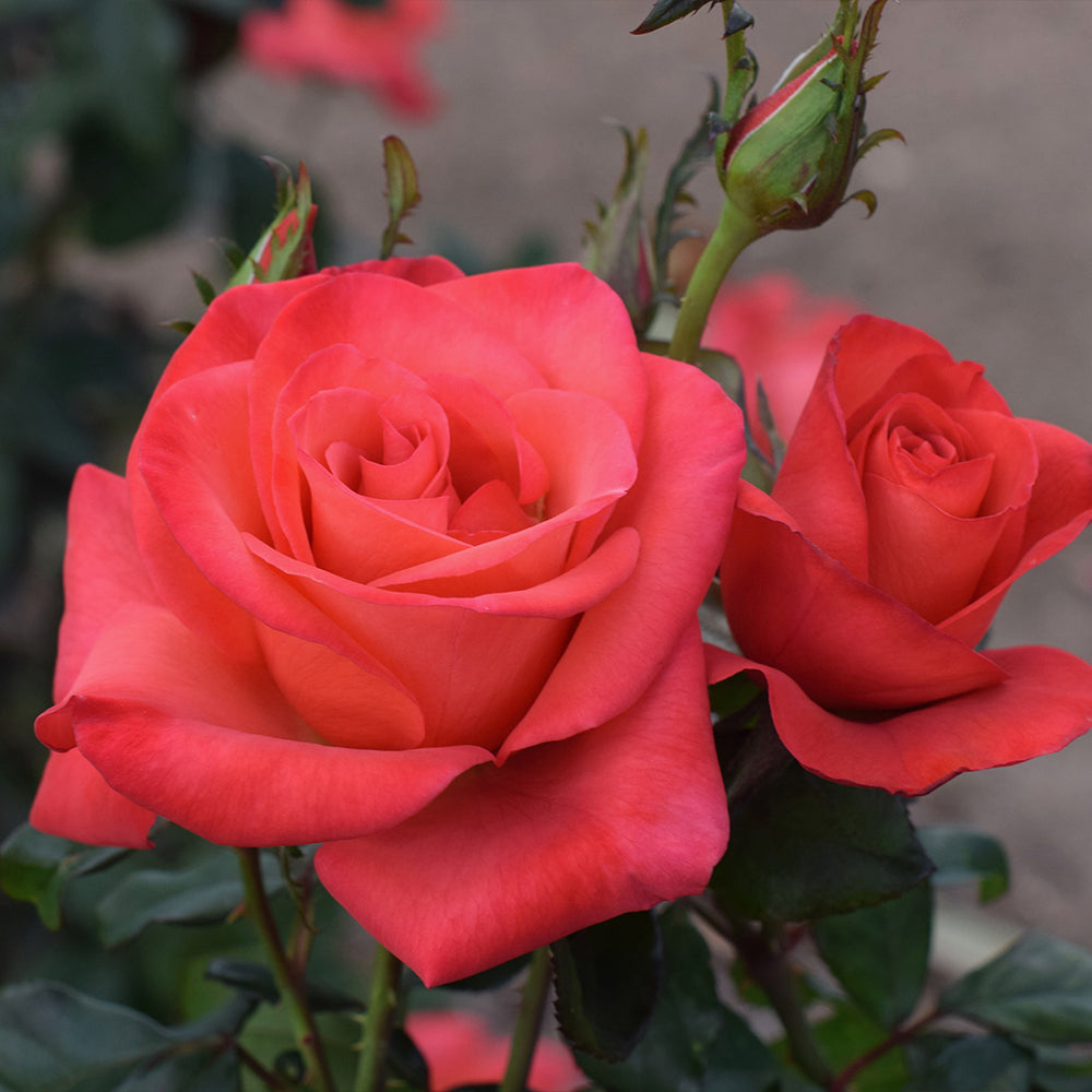 Ring of Fire™ Rose Bush