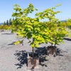 Rising Sun Full Moon Maple Tree