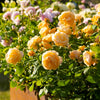 David Austin® Roald Dahl® Rose Shrub