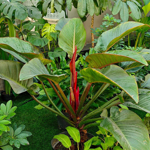 Red Congo Philodendron Plant