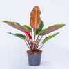 Red Congo Philodendron Plant