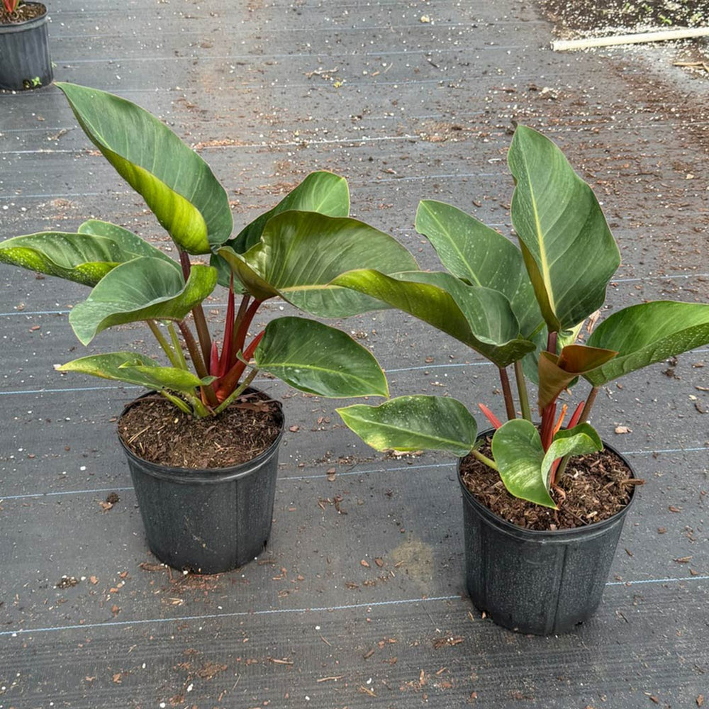 Red Congo Philodendron Plant