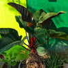 Red Congo Philodendron Plant