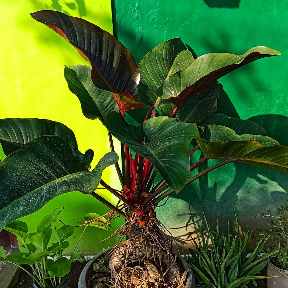 Red Congo Philodendron Plant