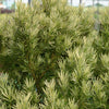 Southern Living® Roman Candle® Podocarpus Shrub