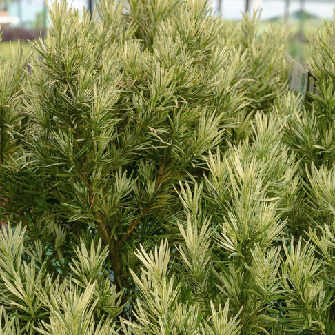 Southern Living® Roman Candle® Podocarpus Shrub