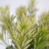 Southern Living® Roman Candle® Podocarpus Shrub