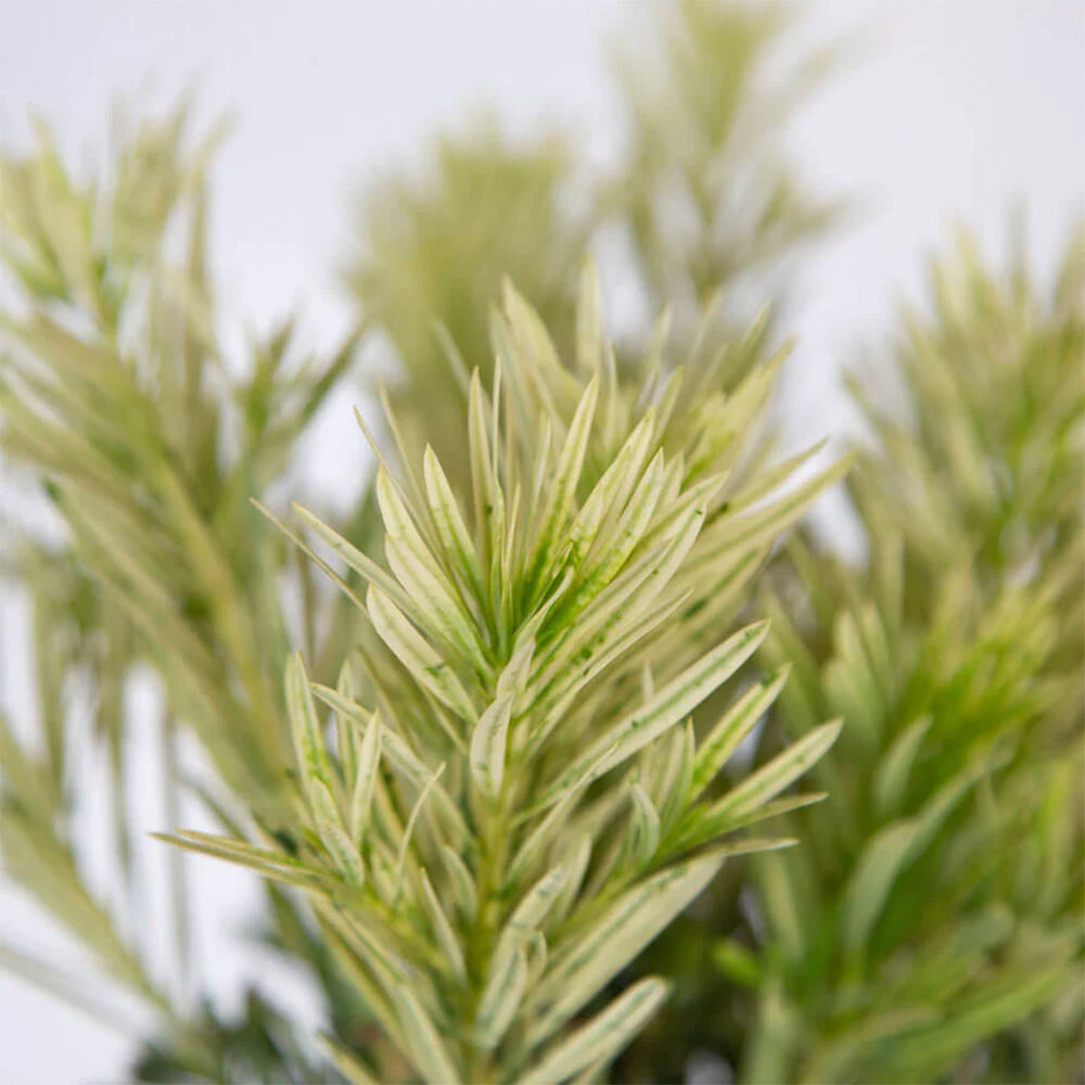 Southern Living® Roman Candle® Podocarpus Shrub
