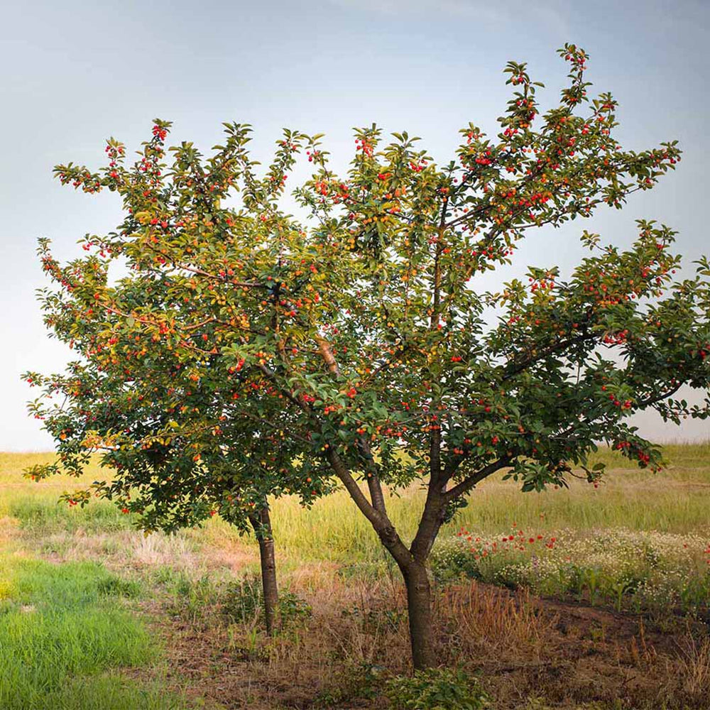 Romeo and Juliet™ Dwarf Cherry Bush