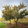 Juliet Cherry Tree
