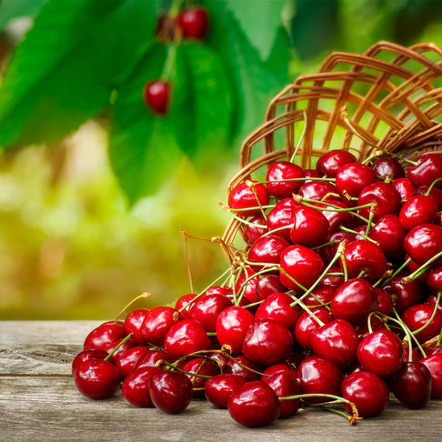 Juliet Cherry Tree