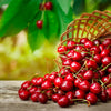 Juliet Cherry Tree