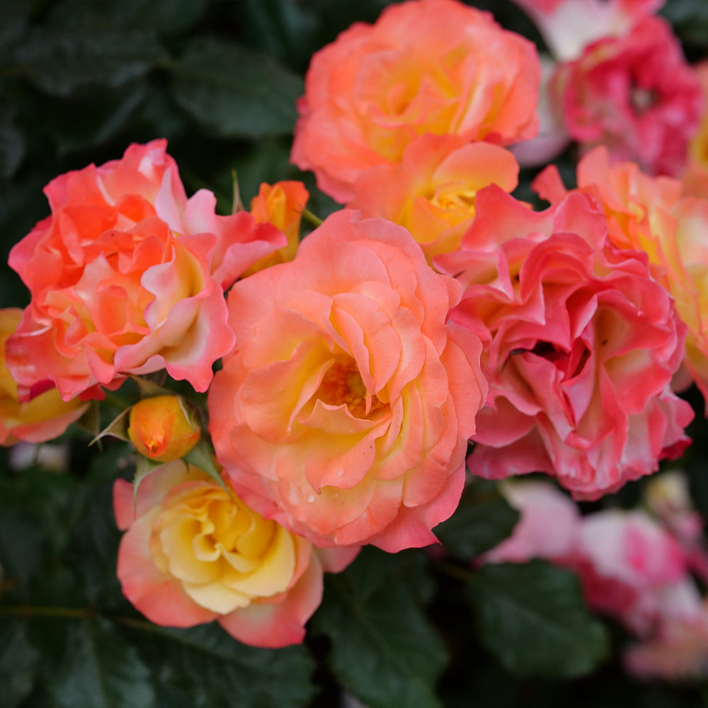 Proven Winners® Oso Easy En Fuego Rose Shrub