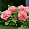 Proven Winners® Reminiscent® Coral Rose Shrub
