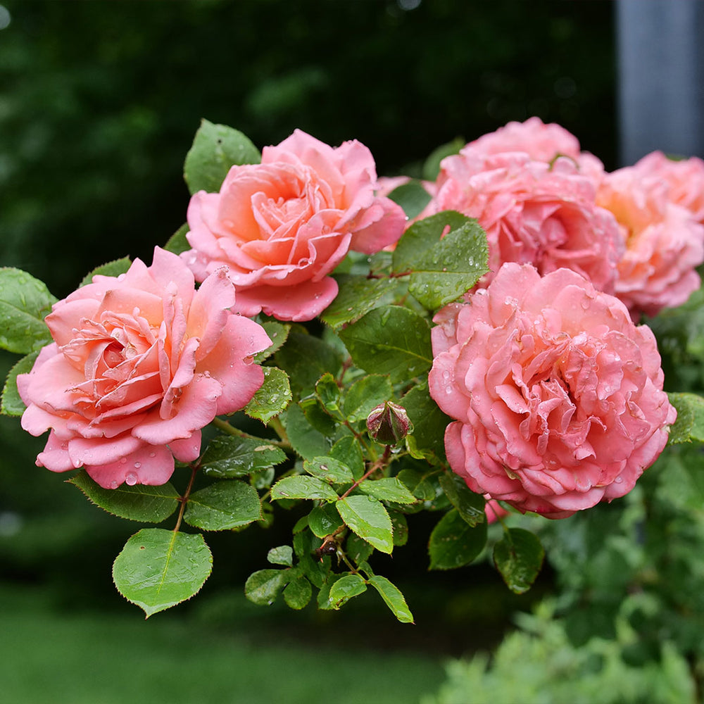 Proven Winners® Reminiscent® Coral Rose Shrub