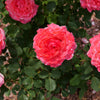 Proven Winners® Reminiscent® Coral Rose Shrub