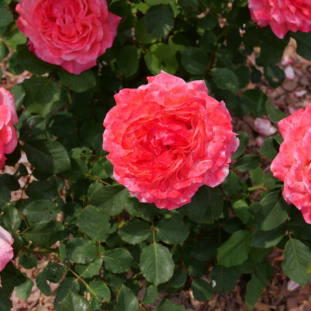 Proven Winners® Reminiscent® Coral Rose Shrub