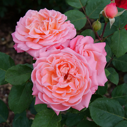 Proven Winners® Reminiscent® Coral Rose Shrub