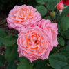 Proven Winners® Reminiscent® Coral Rose Shrub