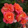 Proven Winners® Rise Up Emberays® Climbing Rose Shrub