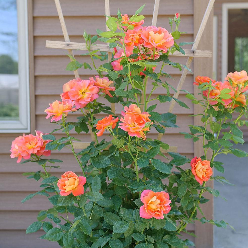 Proven Winners® Rise Up Emberays® Climbing Rose Shrub