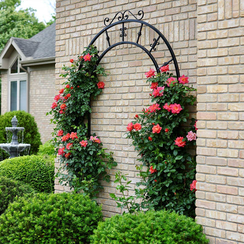 Proven Winners® Rise Up Emberays® Climbing Rose Shrub
