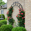 Proven Winners® Rise Up Emberays® Climbing Rose Shrub