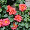 Proven Winners® Rise Up Emberays® Climbing Rose Shrub