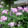 Proven Winners® Rise Up Lilac Days® Climbing Rose Shrub