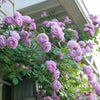 Proven Winners® Rise Up Lilac Days® Climbing Rose Shrub